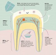 Зубастый клуб с детским врачом-стоматологом: ковыряемся в зубах и изобретаем зубную пасту с книжкой «Тайная жизнь зубов»